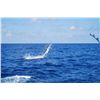 Image 2 : 2-day offshore fishing trip for four anglers in Venice, Louisiana