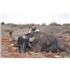 Image 1 : 3-day water buffalo and Texas Dall sheep hunt for one hunter and one non-hunter in Texas - includes 