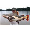 Image 1 : 6-day/7-night Amazon exotic species fishing safari for one angler in Brazil