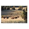 Image 1 : 5-day American bison hunt for one hunter and one non-hunter in New Mexico - includes trophy fee