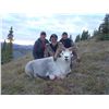 Image 1 : 10-day Dall or Fannin sheep hunt for one hunter in Ogilvie Mountains, Yukon