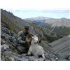 Image 2 : 10-day Dall or Fannin sheep hunt for one hunter in Ogilvie Mountains, Yukon