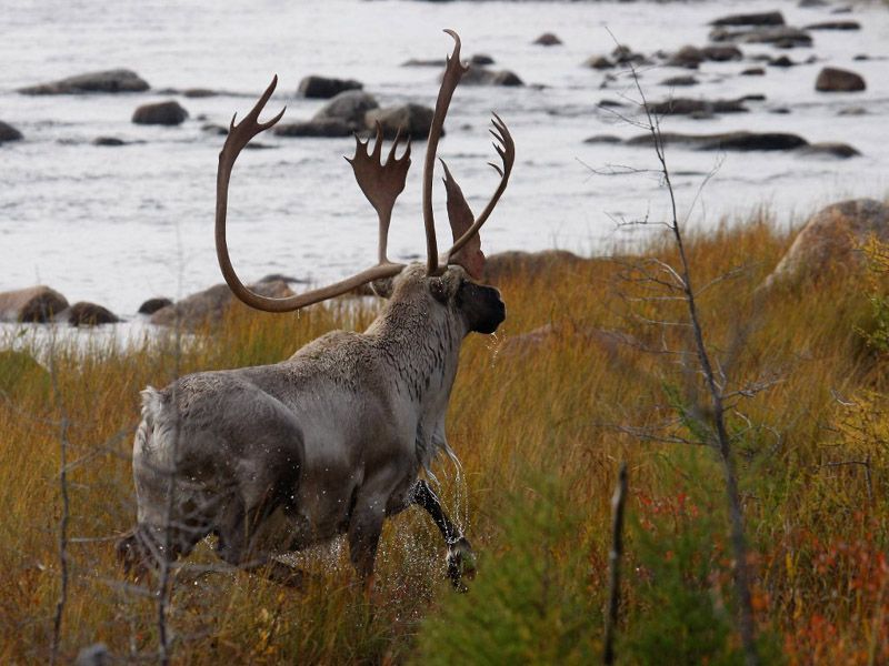 Caribou Bed And Breakfast Newfoundland And Labrador Canada 7-day Quebec Labrador caribou hunt for one hunter in Quebec - includes
