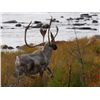 Image 1 : 7-day Quebec Labrador caribou hunt for one hunter in Quebec - includes trophy fee