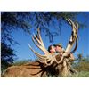 Image 1 : 7-day big game multi-species hunt for two hunters in Argentina - includes trophy fees