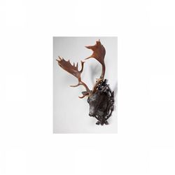 Hand-carved wooden fallow deer head with real antlers circa 1780s