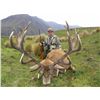 Image 1 : 5-day red stag hunt for one hunter in New Zealand - includes trophy fees up to 320"