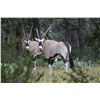 Image 1 : 3-day gemsbok and wildebeest hunt for one hunter and one non-hunter in Junction, Texas - includes tr