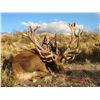 Image 1 : 5-day red stag hunt for one hunter and one non-hunter in Patagonia, Argentina - includes trophy fees