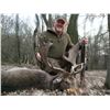 Image 1 : 5-day fallow deer hunt for two hunters in Austria - includes trophy fees