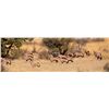 Image 1 : 5-day plains game hunt for four hunters in Namibia - includes trophy fees for a gemsbuck or red hart