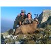 Image 1 : 7-day chamois, gold jackal and wildcat hunt for one hunter in the Balkan Peninsula - includes trophy