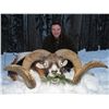 Image 1 : 5-day European mouflon hunt for one hunter and one non-hunter in Austria - includes trophy fee