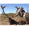 Image 1 : 4-day Spanish red deer hunt for one hunter in Spain - includes trophy fees