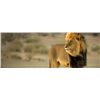 Image 1 : 5-day 1x1 lion hunt for one hunter in the Northwest Province of South Africa - includes trophy fee
