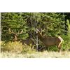 Image 1 : 5-day bull elk hunt for one hunter and one non-hunter in Colorado - includes trophy fees up to 350 c