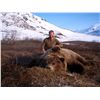 Image 1 : 10-day brown bear hunt for one hunter in Alaska
