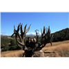 Image 1 : 5-day red stag hunt for two hunters in New Zealand - includes trophy fees