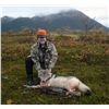 Image 1 : 6-day Alaskan wolf hunt for two hunters - includes taxidermy for two full size wolves