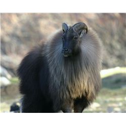 5-day tahr hunt for two hunters and two non-hunters in New Zealand - includes trophy fees