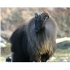 Image 1 : 5-day tahr hunt for two hunters and two non-hunters in New Zealand - includes trophy fees