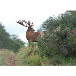 7-day red stag, European wild boar, blackbuck and  dove hunt for two hunters in Argentina - includes