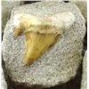Image 1 : Prehistoric Sharks Tooth Fossil