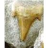 Image 1 : Prehistoric Sharks ToothFossil