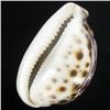 Image 2 : Handcarved Cowry Shell (SHL-000149)