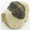 Image 1 : 329gm Preserved Tribolite Fossil On Base Material (MIN-002034)