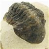 Image 2 : 329gm Preserved Tribolite Fossil On Base Material (MIN-002034)