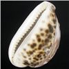 Image 2 : Handcarved Cowry Shell (SHL-000140)