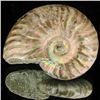 Image 1 : 110ct Opalized Ammonite (MIN-002147)