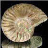 Image 2 : 110ct Opalized Ammonite (MIN-002147)