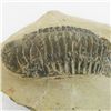 Image 2 : 293gm Preserved Tribolite Fossil On Base Material (MIN-002057)