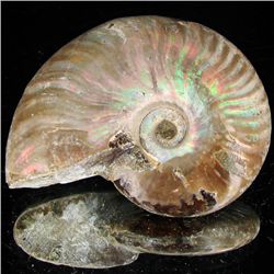 155ct Opalized Ammonite (MIN-002118)