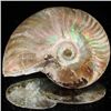 Image 1 : 155ct Opalized Ammonite (MIN-002118)