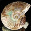 Image 2 : 155ct Opalized Ammonite (MIN-002118)