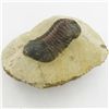 Image 1 : 425gm Preserved Tribolite Fossil On Base Material (MIN-002035)