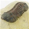 Image 2 : 425gm Preserved Tribolite Fossil On Base Material (MIN-002035)