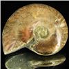 Image 1 : 145ct Opalized Ammonite (MIN-002142)