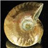 Image 2 : 145ct Opalized Ammonite (MIN-002142)
