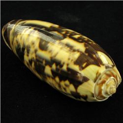 Scarce Collectible Oliva Miniacea Shell (SHL-000109)