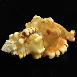 Scarce Collectible Cymatium Lotorium Shell (SHL-000050)