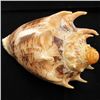 Image 1 : Scarce Collectible Voluta Imperialis Shell (SHL-000023)