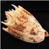 Image 2 : Scarce Collectible Voluta Imperialis Shell (SHL-000023)