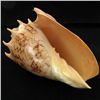 Image 3 : Scarce Collectible Voluta Imperialis Shell (SHL-000023)