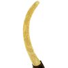 Image 2 : Handcarved Bone Dragon Tusks (CLB-001233)