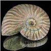 Image 1 : 315ct Opalized Ammonite (MIN-002098)