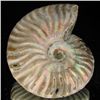 Image 2 : 315ct Opalized Ammonite (MIN-002098)